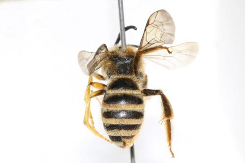 Réf. 325 967 : Halictus scabiosae